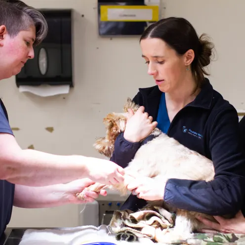 Three nurses with dark blue scrubs on are working together to help trim a dog's nails at Poulsbo Marina Veterinary Clinic.